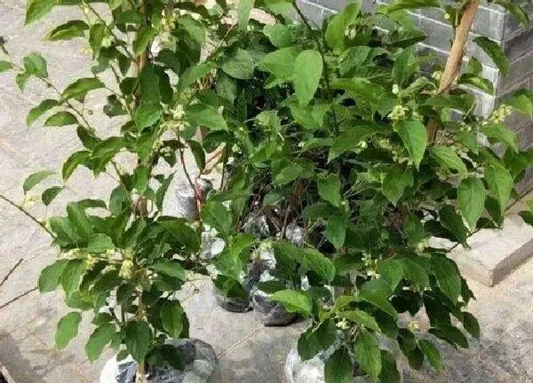 植物移栽|猕猴桃树苗什么时候移栽最好