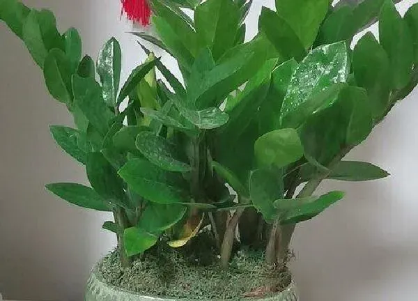 植物浇水|摇钱树换盆后多久浇水一次