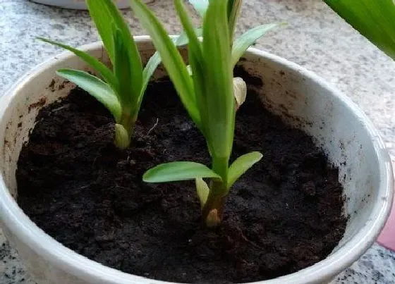 习性特点|百合花幼苗长什么样子