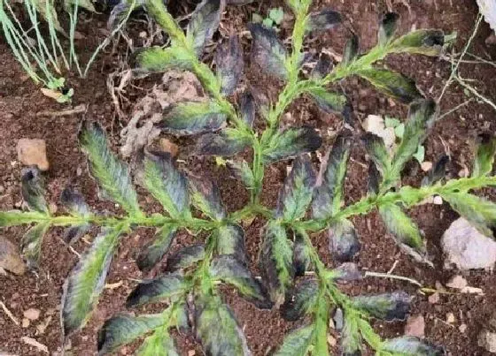 植物病害|魔芋炭疽病的发病原因及治疗方法