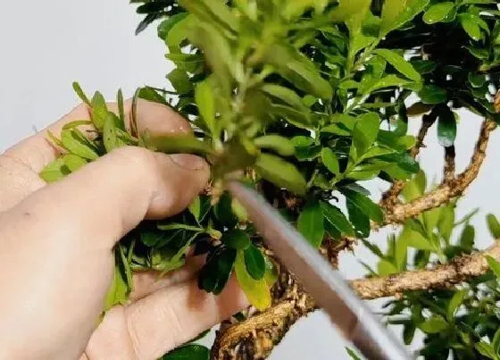 植物修剪|小叶黄杨树怎么修剪方法