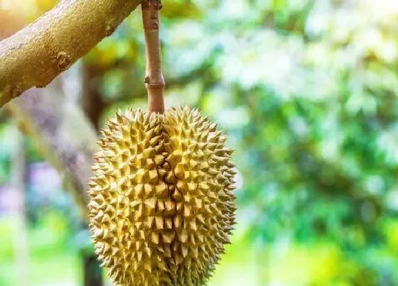 种植百科|湖南可以种榴莲吗