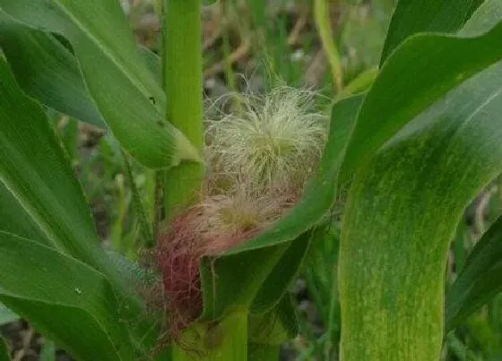 植物百科|玉米会开花吗 开的花是什么样子的