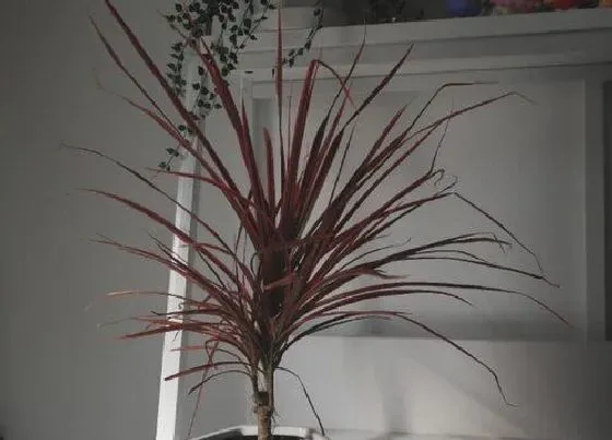植物种类|千年木和七彩铁是一种植物吗
