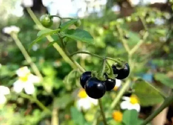 植物百科|龙葵会开花吗 开花的颜色与样子