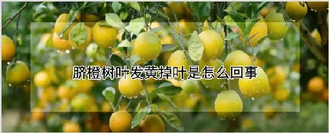 脐橙树叶发黄掉叶是怎么回事 | 种植资料