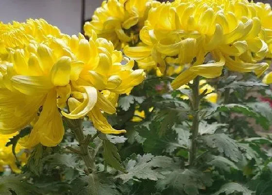 室内摆放|黄颜色的菊花放家里好吗（家里养黄色菊花风水吉利吗）