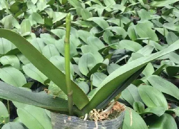 植物移栽|蝴蝶兰怎么移植 移栽时间和方法