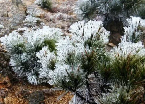 植物种类|杉树品种名称及图片（大全） 常见杉树有哪些种类