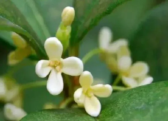 植物百科|桂花是什么形状