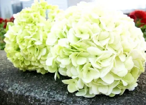 植物排行|绣球花哪个品种好 好看易养活品种