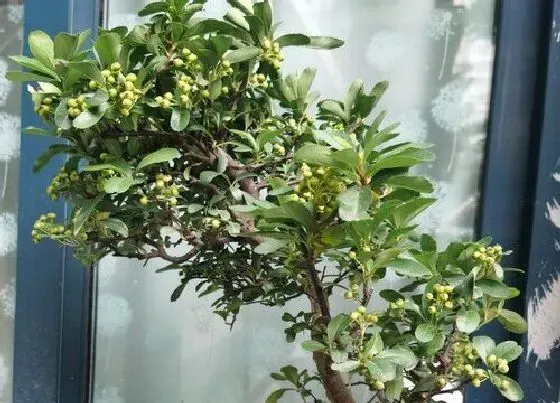 树之最|长不高的树有哪些