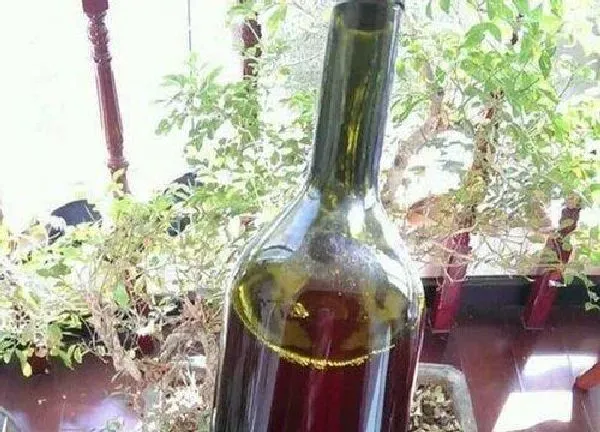 植物浇水|过期葡萄酒可以浇花吗