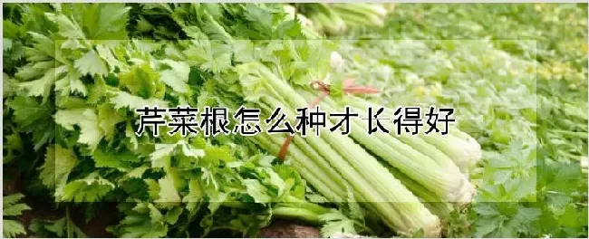 芹菜根怎么种才长得好 | 耕种资料