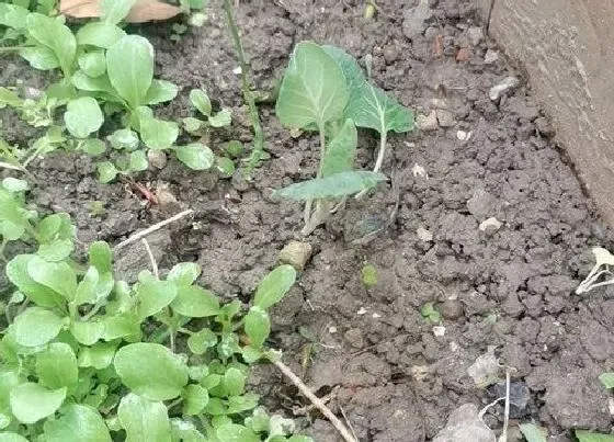 植物播种|芥菜什么时候播种合适