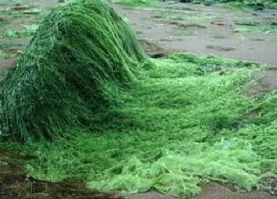植物排行|不开花植物有哪些