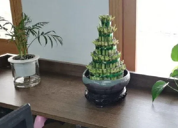 植物浇水|富贵竹可以浇白糖水吗