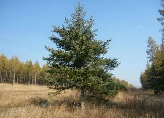 种植管理|油松生长速度快不快 一年长多少