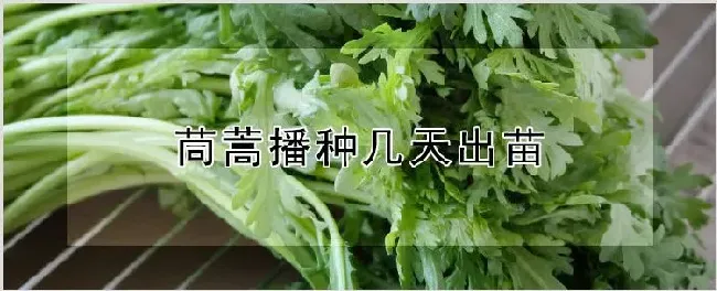 茼蒿播种几天出苗 | 耕种资料