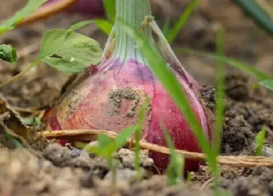 种植管理|洋葱生长期多长时间