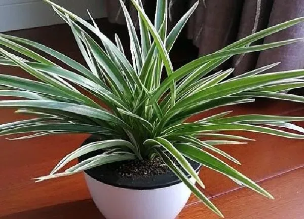 植物浇水|吊兰冬天怎么浇水