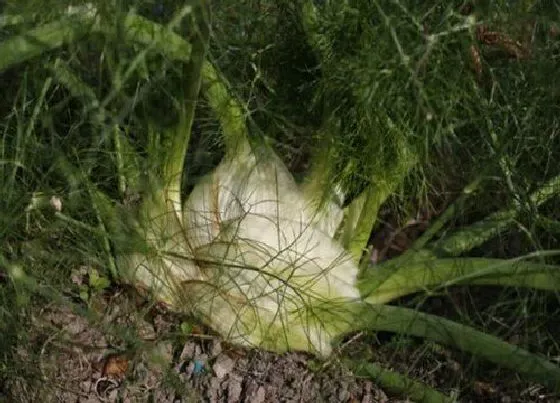 植物香味|茴香是什么味道的