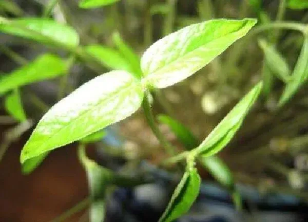 植物发芽|绿豆怎么发芽快