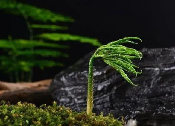 植物百科|人参生长在什么地方