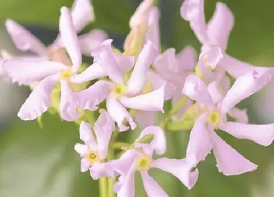 颜色花|茉莉花有什么颜色