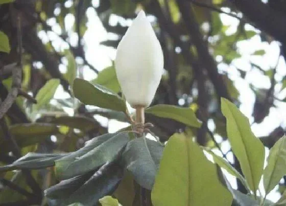 花朵|玉兰花骨朵的样子与开花时间