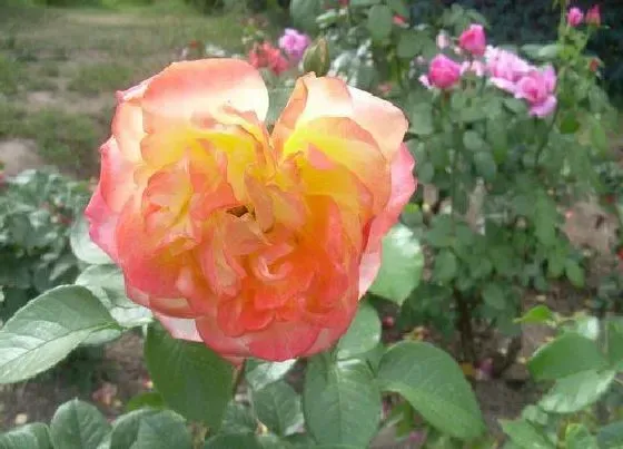 开花时间|彩云月季一年开几次花