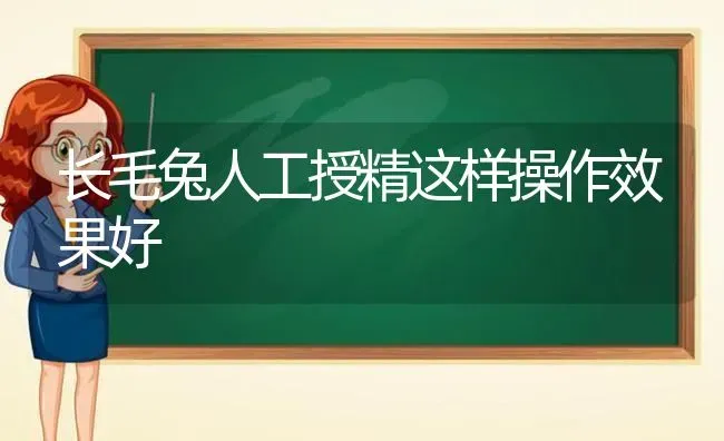 长毛兔人工授精这样操作效果好 | 瓜果种植