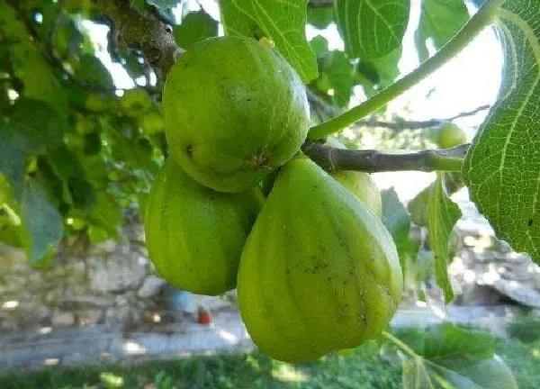 植物浇水|无花果多长时间浇一次水 春夏秋冬浇水要点