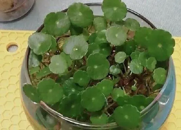 养殖方法|铜钱草可以用水养吗