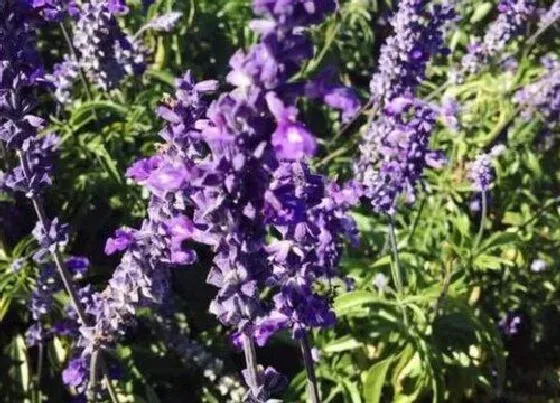 开花时间|薰衣草一年开几次花