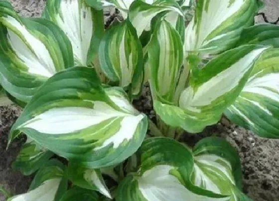 植物百科|玉簪属于什么植物类型