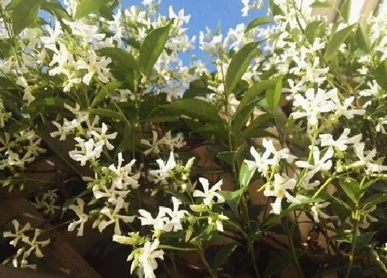 种植位置|风车茉莉可以种在院子里吗