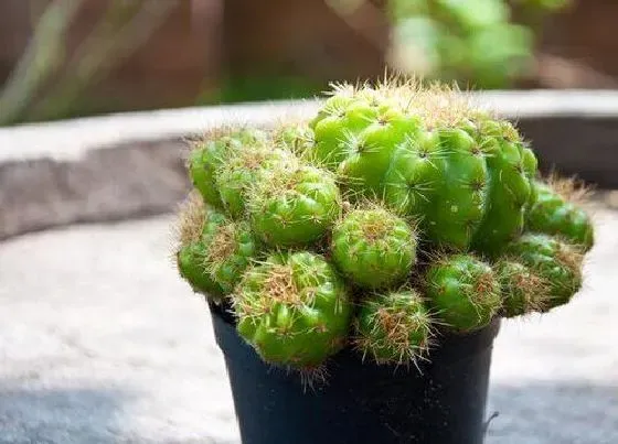 植物种类|仙人球是草本植物吗