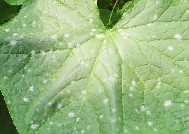 植物虫害|种植黄瓜白粉病用什么药效果好（白粉病发生条件及防治措施）