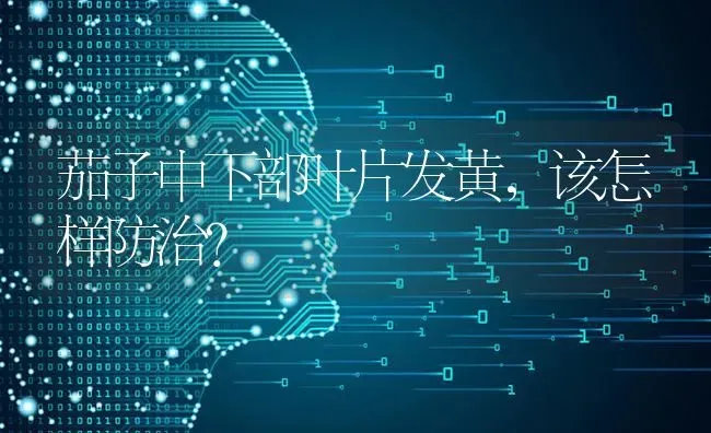 茄子中下部叶片发黄，该怎样防治？ | 蔬菜种植