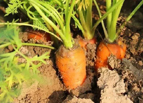 植物百科|胡萝卜是什么形状