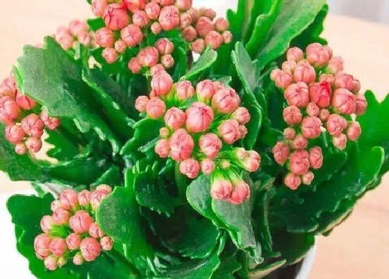 植物寓意|表示尊敬老人的花 花语是尊敬老人的花