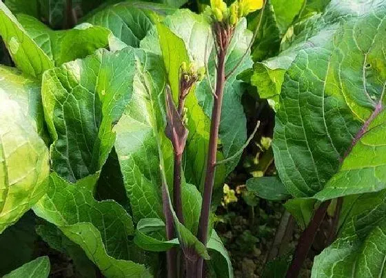 植物播种|红菜苔种子怎么种植