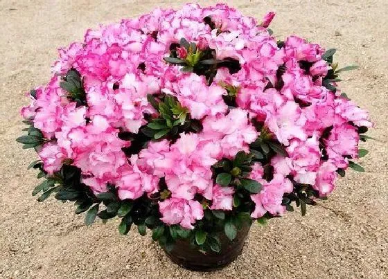 植物毒性|杜鹃花有毒吗 可以放在室内养吗