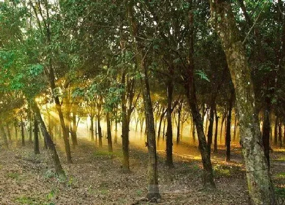 植物种类|橡胶树和橡树是一种树吗