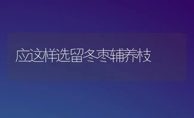 应这样选留冬枣辅养枝 | 瓜果种植