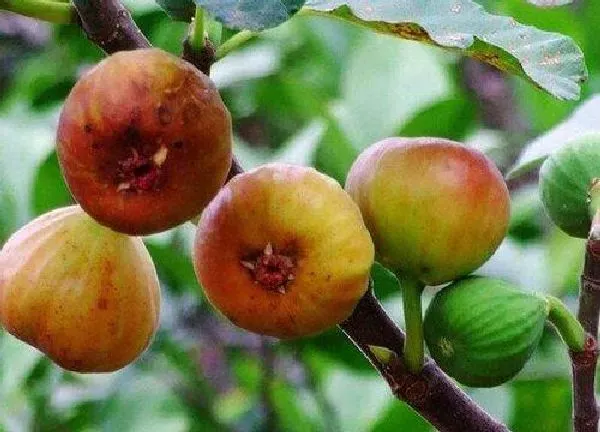 植物浇水|无花果多长时间浇一次水 春夏秋冬浇水要点