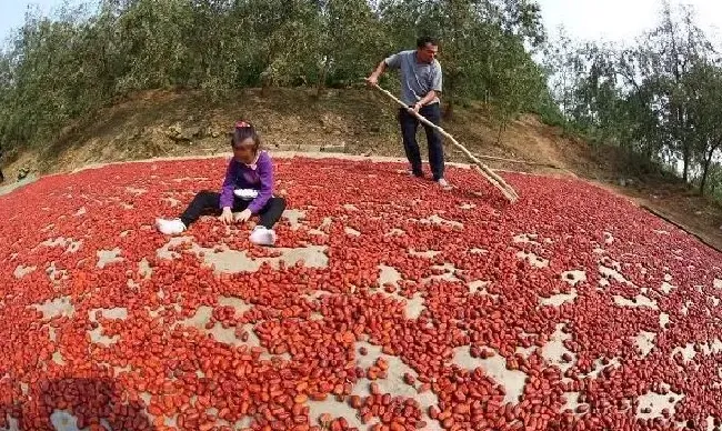 植物种类|枣的品种名称及图片