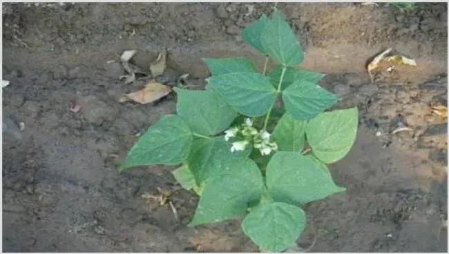 扁豆施肥注意什么 | 种植病虫害