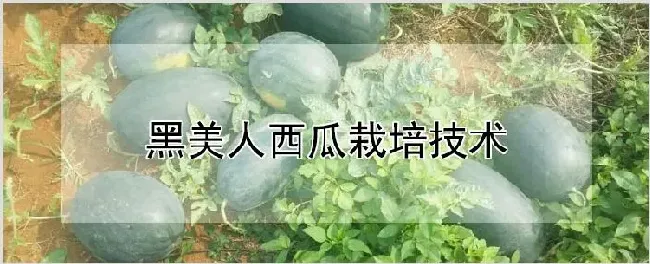 黑美人西瓜栽培技术 | 耕种资料